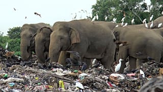 Elefanten fressen Plastikmüll auf einer Müllhalde in der Region Ampara in Sri Lanka