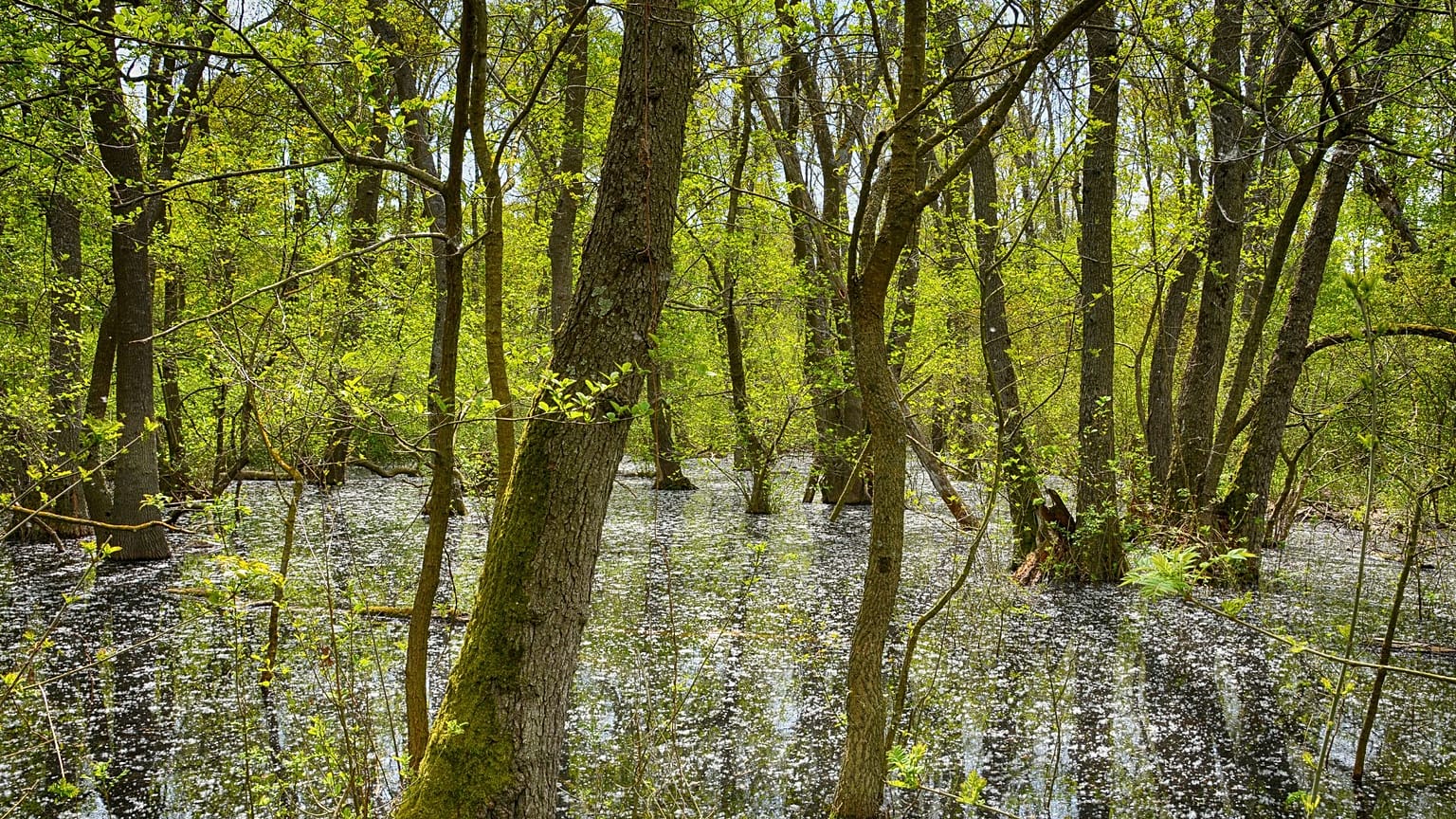 Forêt delta du Danube en Roumanie 