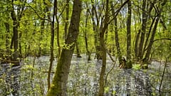 Forêt delta du Danube en Roumanie 