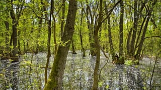 Forêt delta du Danube en Roumanie