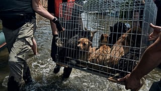Volutários ajudam a retirar pessoas e animais de zonas inundadas em Kherson, Ucrânia