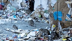 Paris'te fare sayısı giderek artıyor