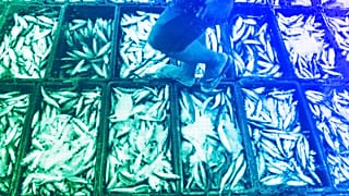 A man inspects newly caught fish at a market in Tacloban, Leyte, Philippines, October 2022