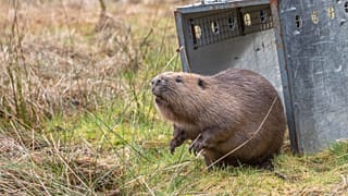 Fig was released at Argaty in March this year, after being found shot in the face in Perthshire.