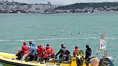 Observação de golfinhos junto ao rio Tejo