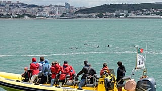 Observação de golfinhos junto ao rio Tejo