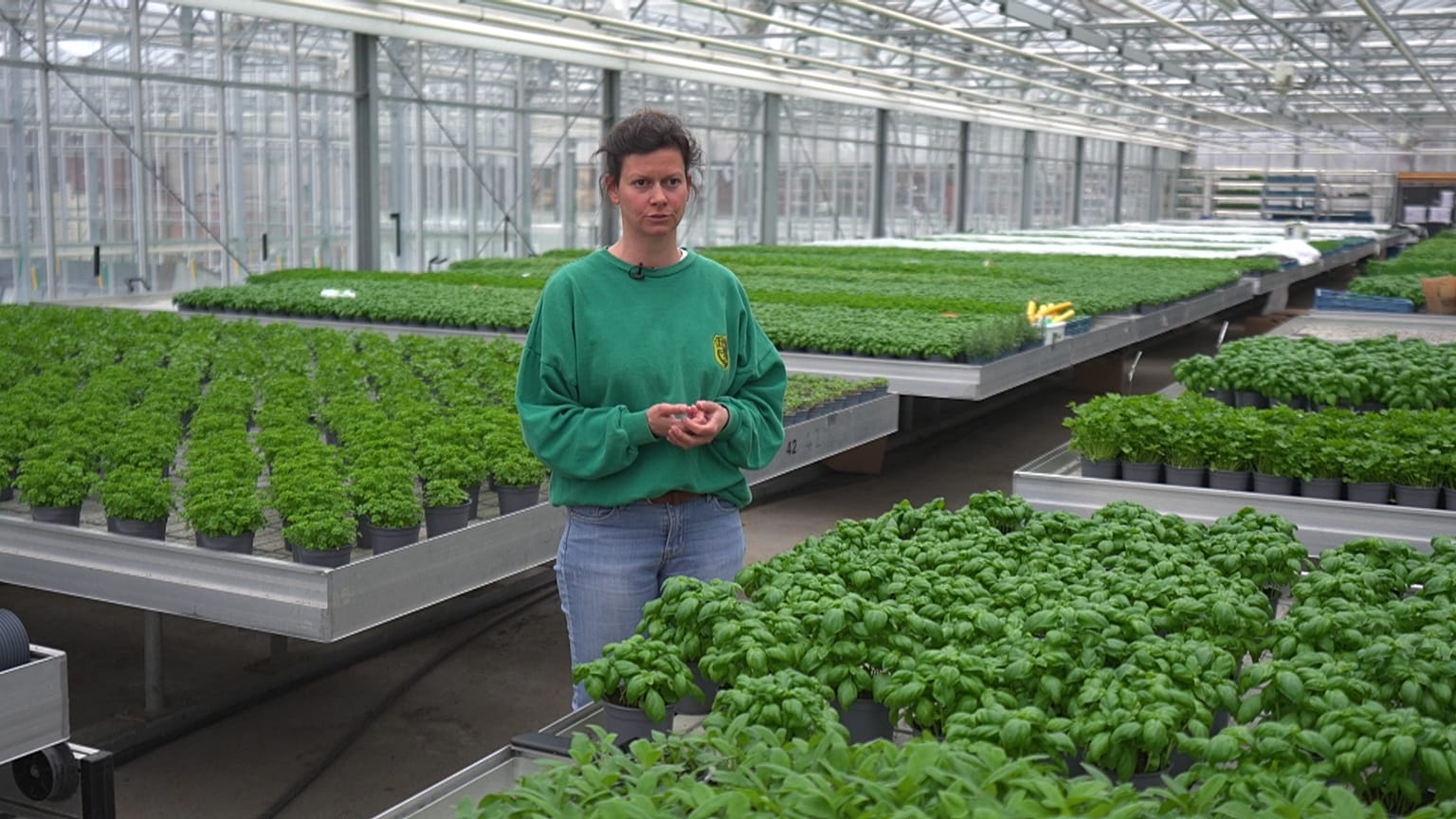 Eine Farm auf dem Dach: ein energieeffizientes Pilotprojekt  
