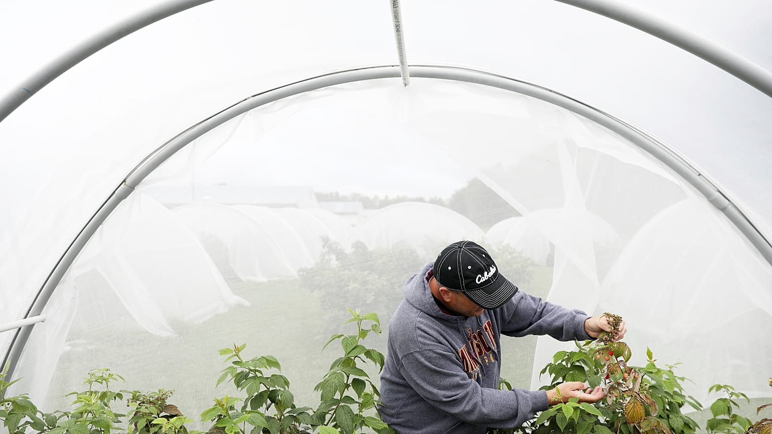 Entomology researcher Eric Burkness checked raspberry plants for signs of spotted wing drosophila