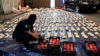 A Saudi customs officer opens imported pomegranates, as customs foiled an attempt to smuggle over 5 million Captagon pills in 2021.