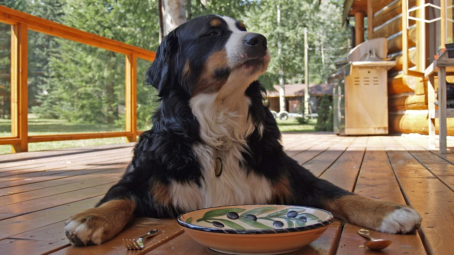 O cão é um dos animais de estimação mais populares. 