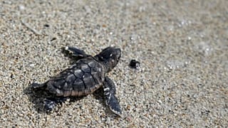 Opportunities to observe sea turtles in Florida include events where turtles are released into the ocean after they've recovered from injuries or illness.