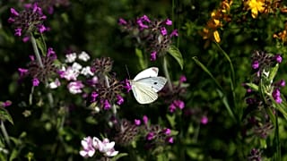 The Nature Restoration Law aims to rehabilitate degraded habitats and species.