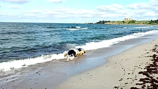 Varios animales muertos han aparecidoen las costas del Mar Negro
