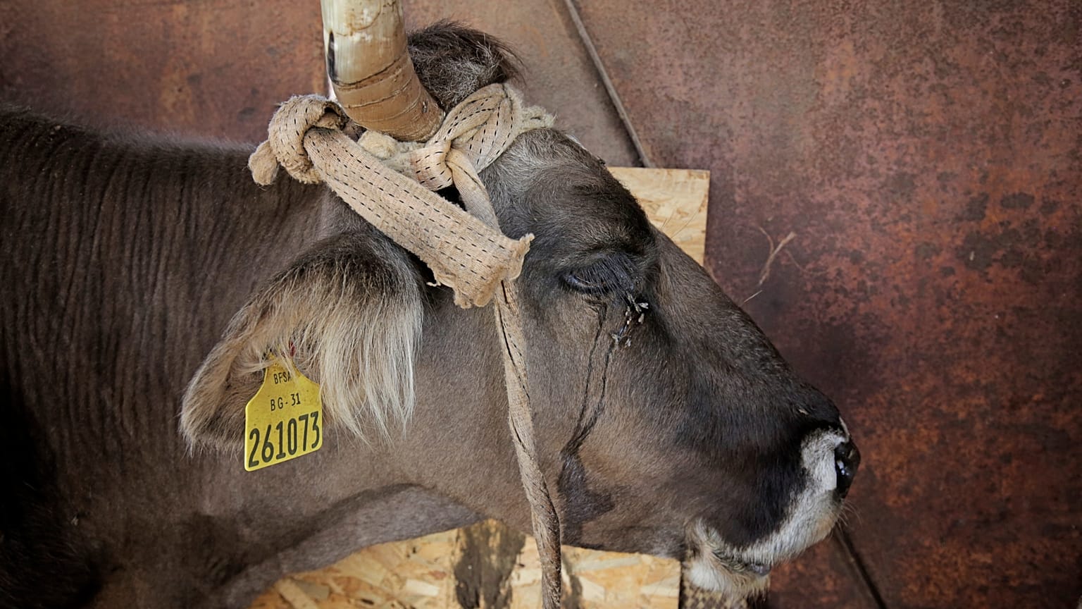 Vaca búlgara devidamente identificada com etiqueta na orelha