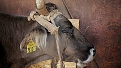 Vaca búlgara devidamente identificada com etiqueta na orelha