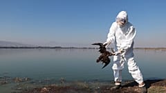 A technician of the National Service of Health, Safety and Agrifood Quality (Senasica) holds a dead bird at an undisclosed location along Mexico's coast.