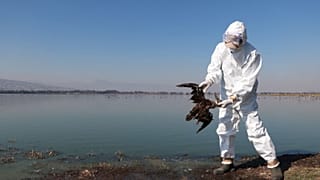 A technician of the National Service of Health, Safety and Agrifood Quality (Senasica) holds a dead bird at an undisclosed location along Mexico's coast.