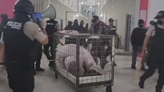 Ekvador polisinin hapishanede yaptığı aramada iki domuz ve dövüş horozları bulundu