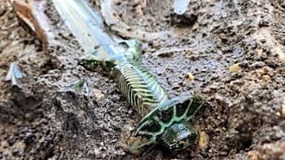 Almanya'da Tunç Çağı'ndan kalma kılıç bulundu