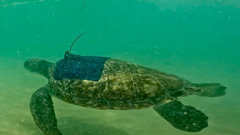 Schildkröte nach Krankenhausaufenthalt wieder im Meer