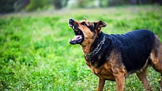 Climate change could make dog bites more frequent, new research has warned.
