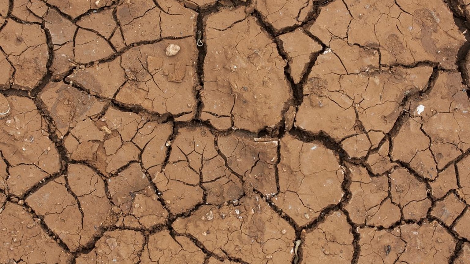 Dry, cracked ground.