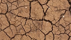 Dry, cracked ground.