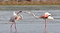 Last year, the vast Fuente de Piedra lagoon near Málaga was home to thousands of pairs of pink flamingos. 