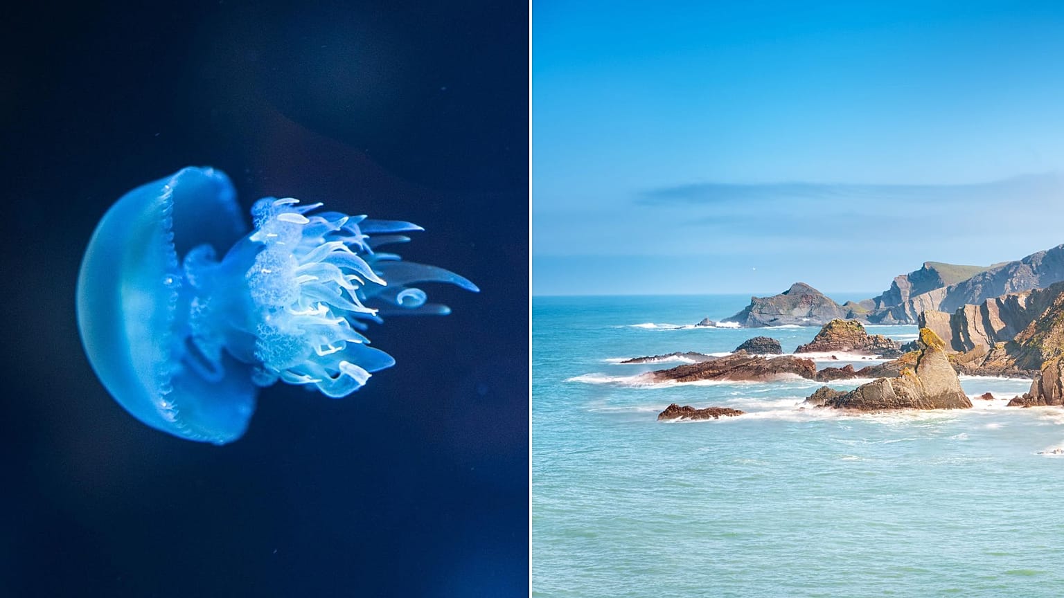 An extreme marine heatwave has struck parts of the North Sea.