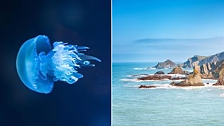 An extreme marine heatwave has struck parts of the North Sea.