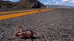 Eine sogenannte Mormonengrille auf einer Autobahn, nördlich von Sparks, Nevada