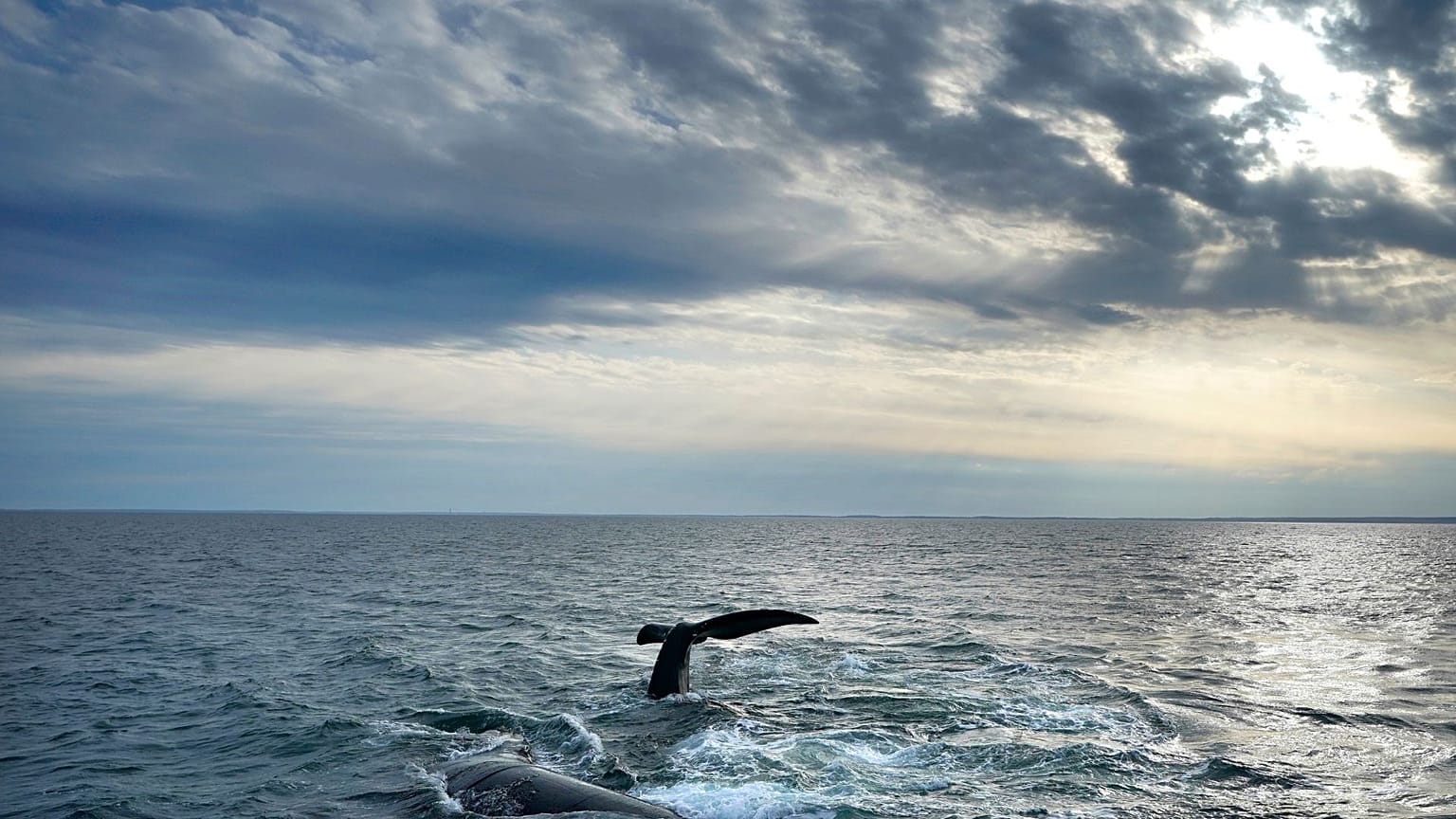 A pair of North Atlantic right whales interact at the surface of Cape Cod Bay, 27 March 2023, in Massachusetts. 