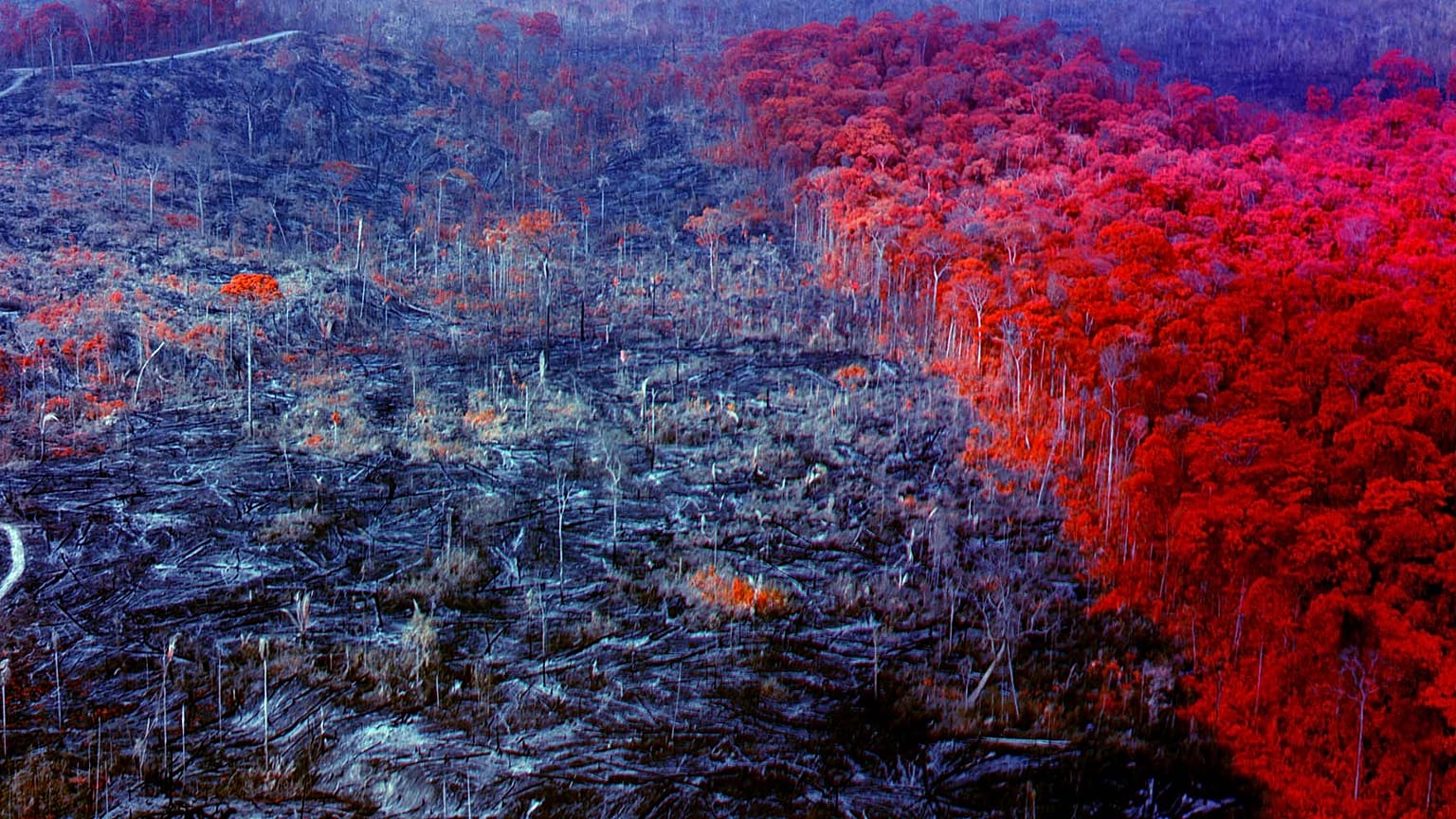 Irish Richard Mosse's film Broken Spectre was one of the prize winners