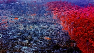 Irish Richard Mosse's film Broken Spectre was one of the prize winners