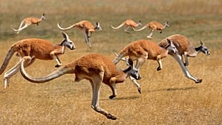 کانگوروها