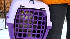 Neko s'est échappé de sa cage gare Montparnasse