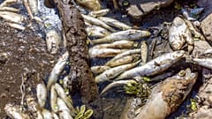 Tote Fische in der Oder (Aufnahme vom 11. 8. 2022)