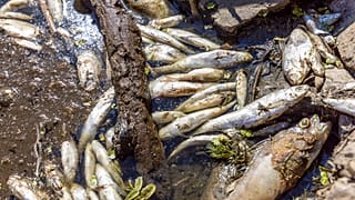 Tote Fische in der Oder (Aufnahme vom 11. 8. 2022)