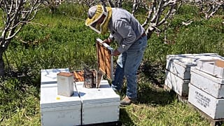 Ein Imker im US-Bundesstaat Kalifornien bei der Arbeit
