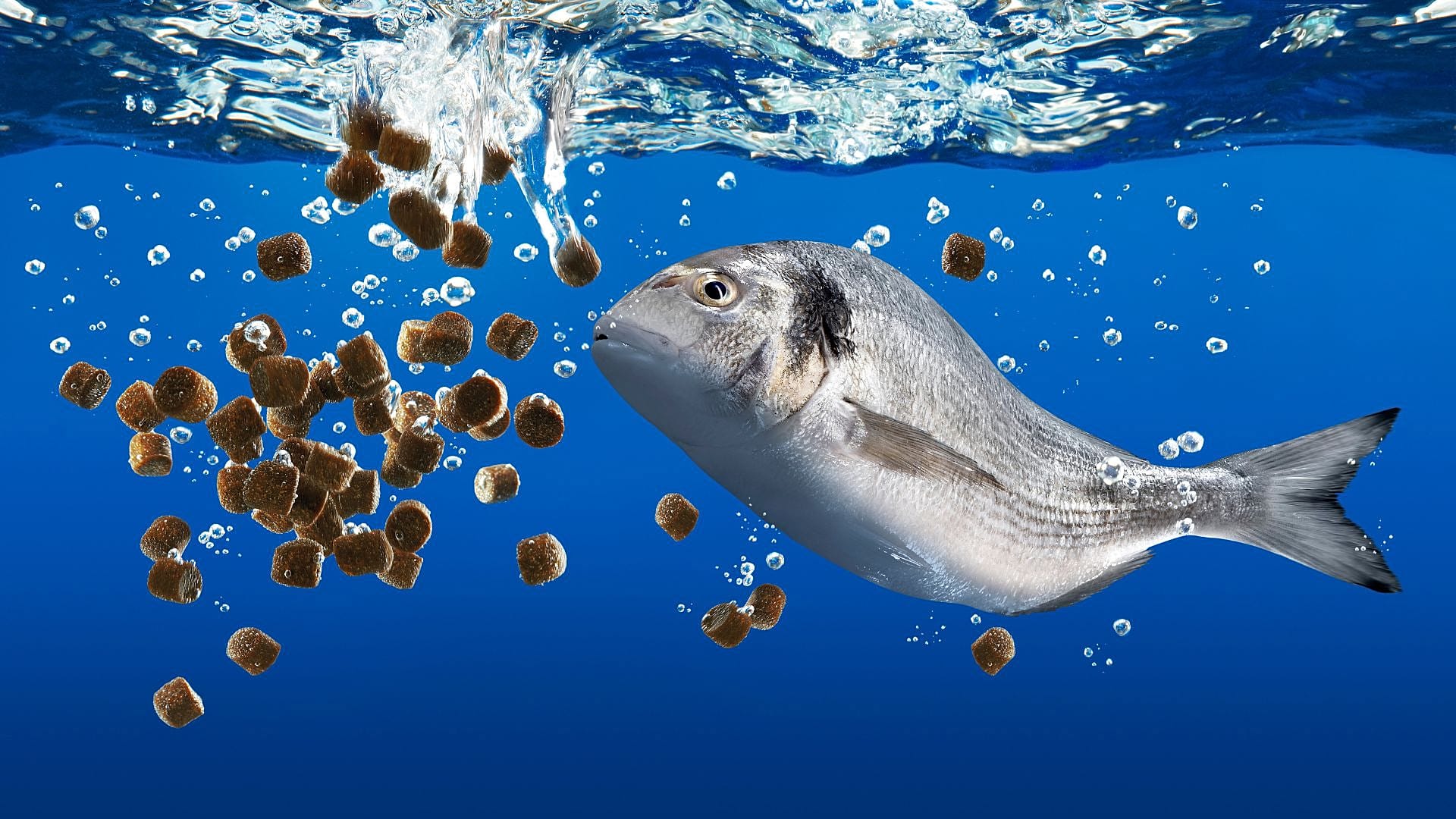 Fish Sentiar Fish have feelings too: Why animal sentience means we should rethink ...