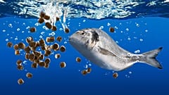 Fische "lächeln nicht", aber bedeutet das, dass sie keine Gefühle haben?
