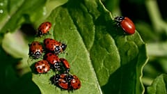 Eine Gruppe von Marienkäfern auf einem Blatt