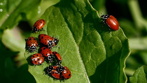 Ladybugs cluster on a leaf.