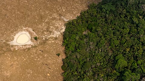 A lush forest sits next to a field used to graze cattle near Porto Velho, Brazil, Tuesday, Aug. 27, 2019