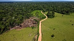 ARCHÍV - tehenek egy nemrég kiirtott erdő helyén a Chico Mendes kitermelő rezervátumban, Acre államban, Brazíliában, 2022. december 6-án