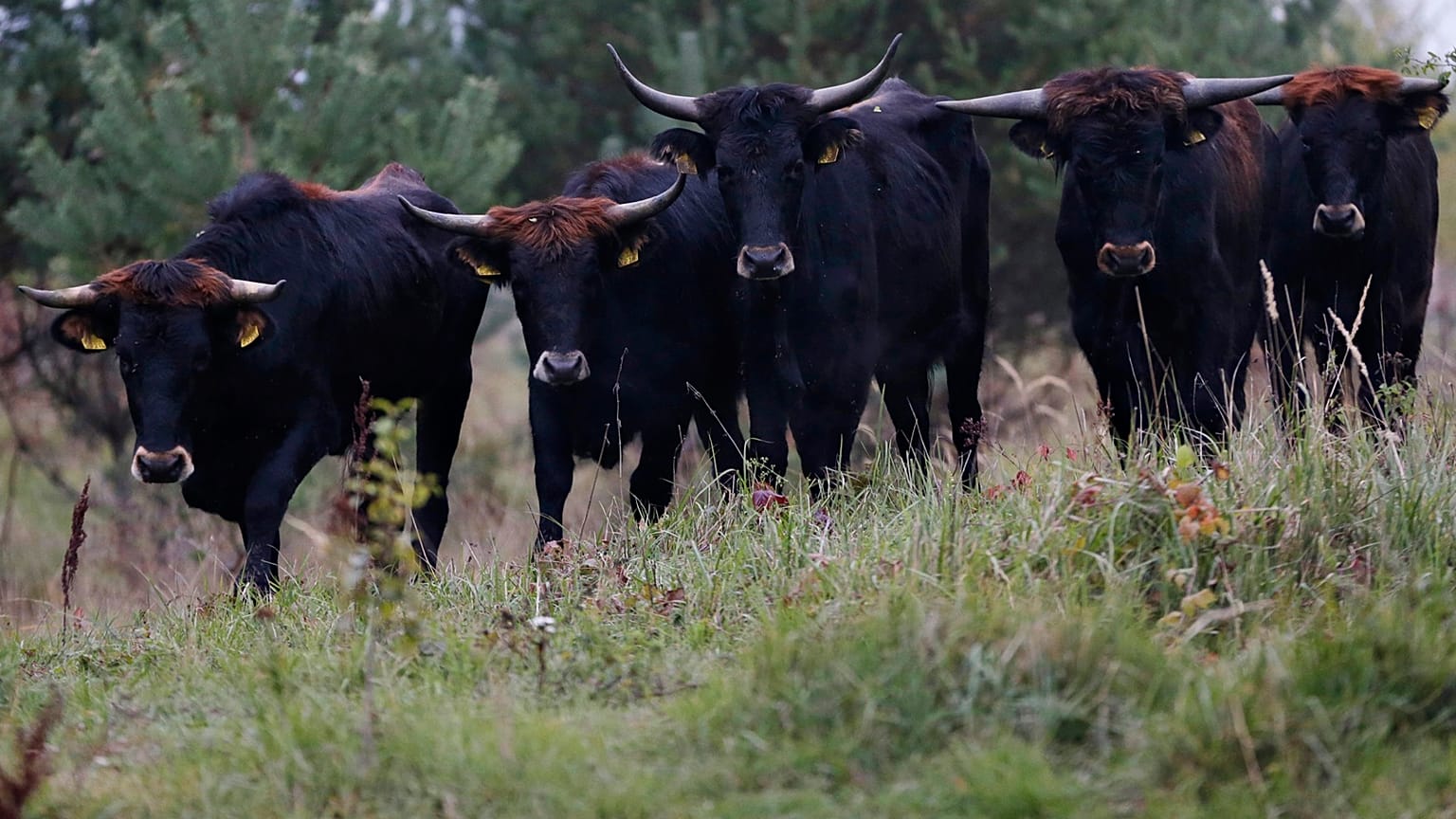 A jogszabály kulcsfontosságú lehet a természetvédelemben, azonban komoly iparági érdekeket sért