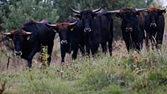Rückschlag für Klimaziele und Artenvielfalt: Konservative Parteien stoppen das EU-Naturgesetz