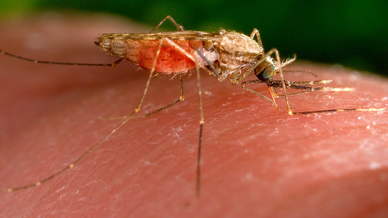 This 2014 photo made available by the U.S. Centres for Disease Control and Prevention shows a feeding female Anopheles gambiae mosquito.