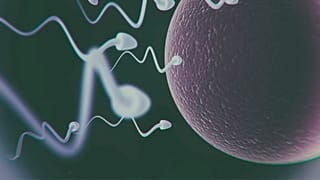 Pode levar até seis horas para os especialistas encontrarem e isolarem espermatozoides em tecido humano.