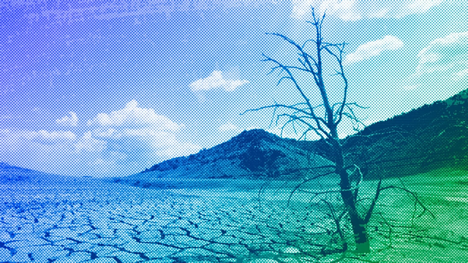 A dead-looking tree is seen on the cracked mud of the dry reservoir bed of Contreras in Valencia, 2006